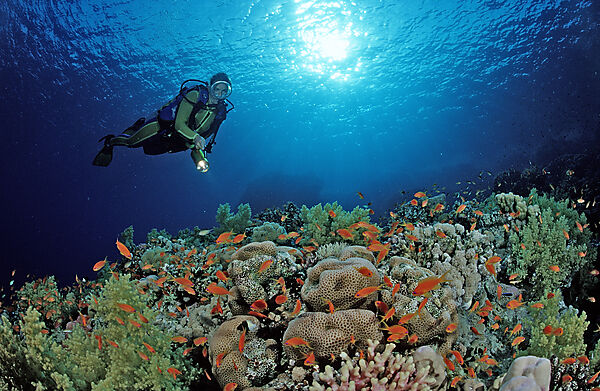 Scuba diver and coral reef