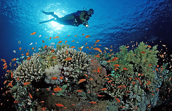 Scuba diver and coral reef
