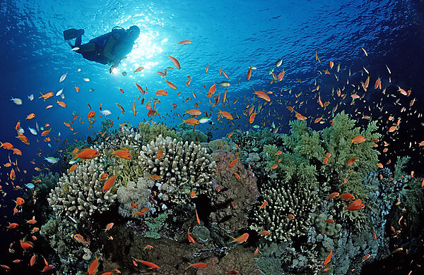 Scuba diver and coral reef