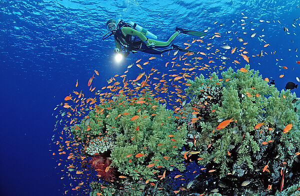 Scuba diver and coral reef