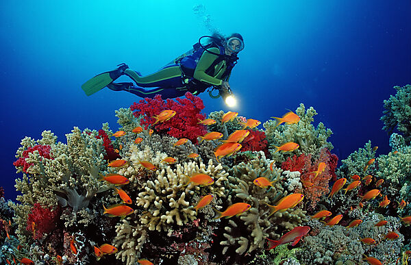 Scuba diver and coral reef
