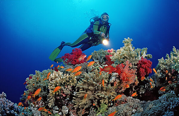 Scuba diver and coral reef