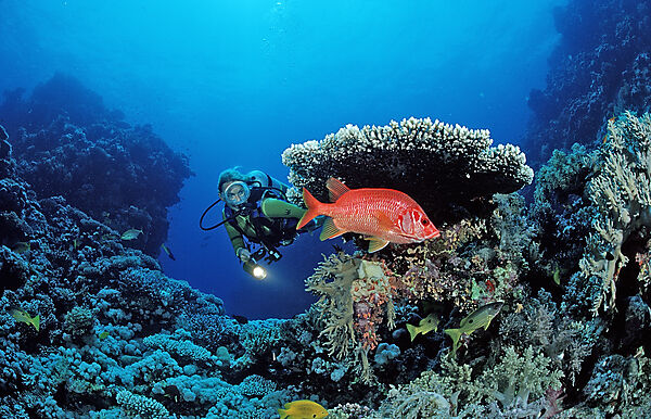 Scuba diver and Longjawed squirrelfish under table coral