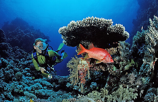 Scuba diver and Longjawed squirrelfish under table coral