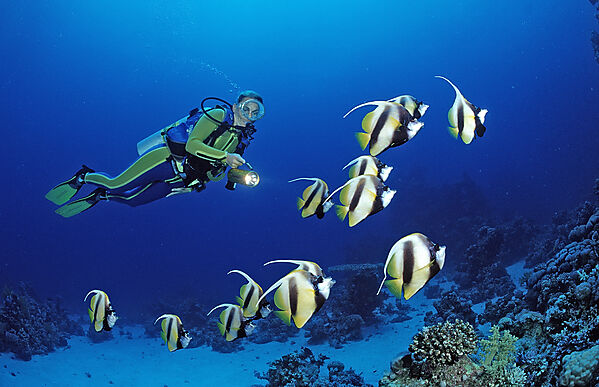 Taucher und Wimpelfische, Rotmeerwimpelfisch