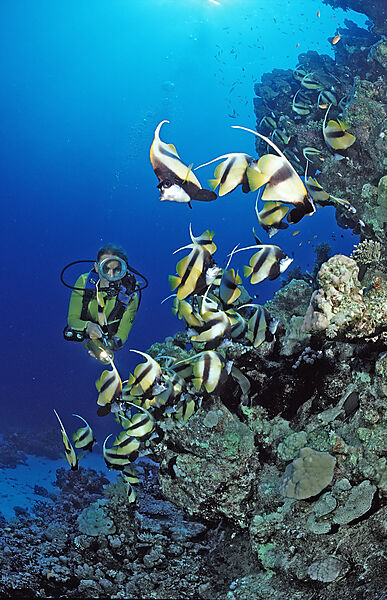Taucher und Wimpelfische, Rotmeerwimpelfisch