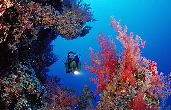 Scuba diver and reef with red soft corals