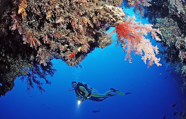 Scuba diver and reef with red soft corals