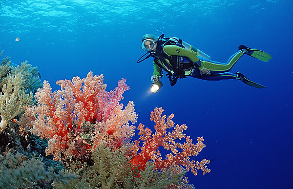 Scuba diver and reef with red soft corals
