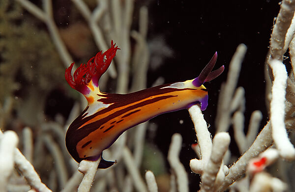 Neonsternschnecke, Endemisch im Roten Meer