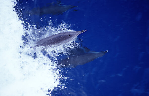 bottlenose dolphin