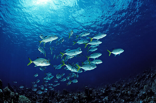 Horse-eye trevally