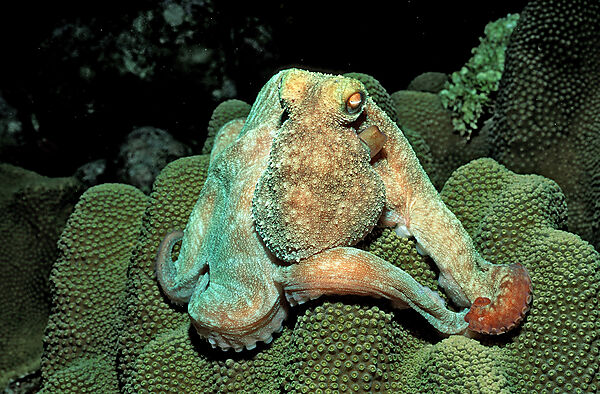 Krake, Oktopus