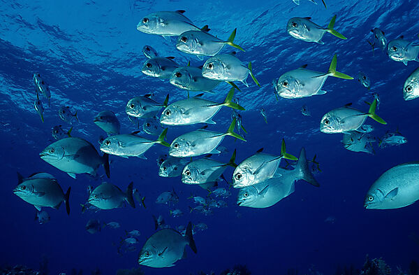 Horse-eye trevally