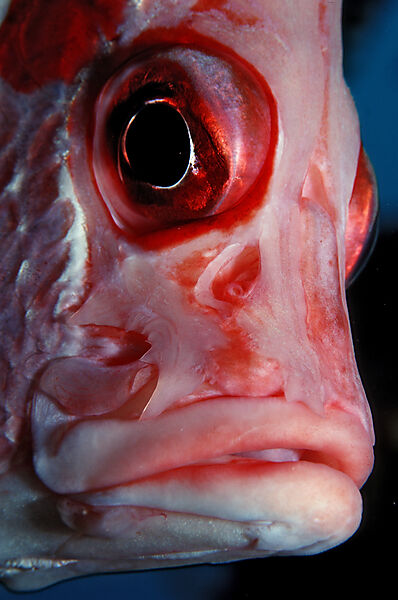 Grossdorn-Husarenfisch, Kopfportrait