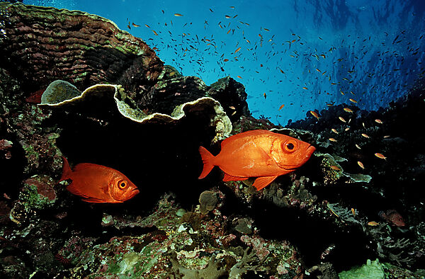 Schooling Crescent-tail bigeye