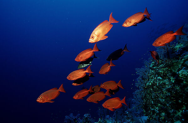 Schooling Crescent-tail bigeye