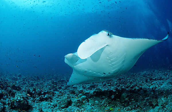 Mantarochen