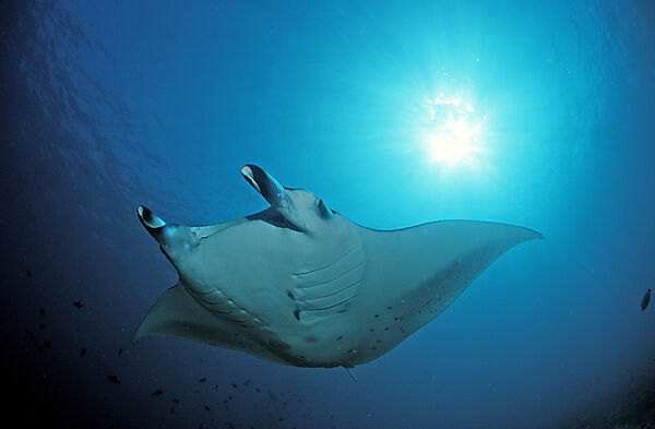 Mantarochen