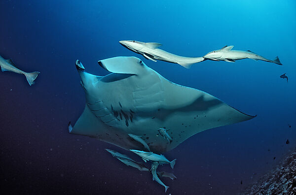 Mantarochen