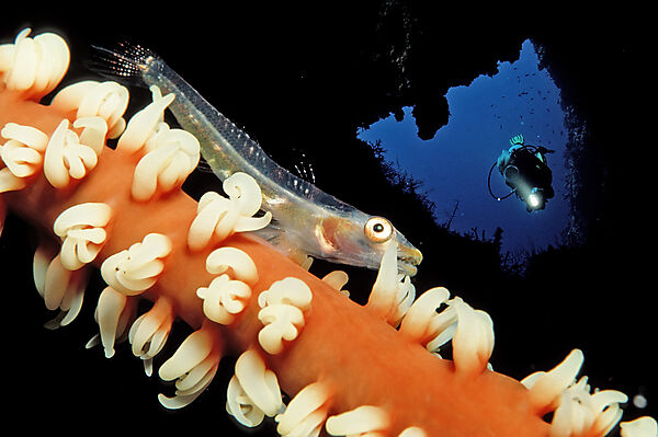 Gorgonian goby and scuba diver