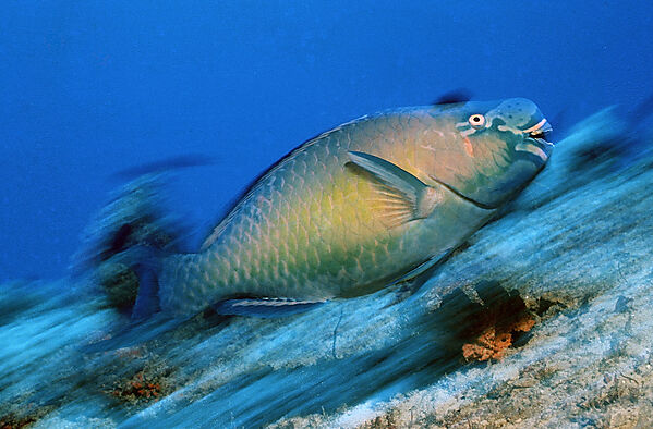 Festive parrotfish