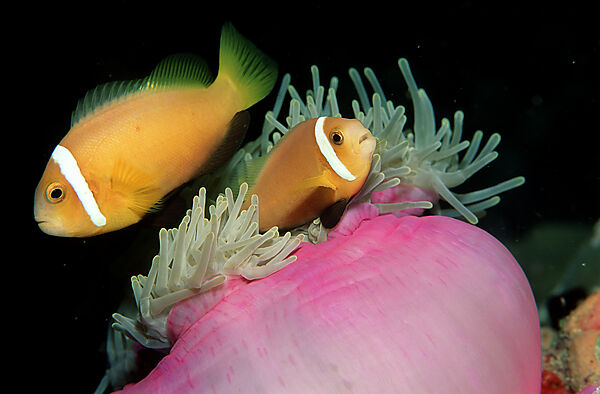 Malediven-Anemonenfisch