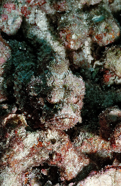 Flasher scorpionfish