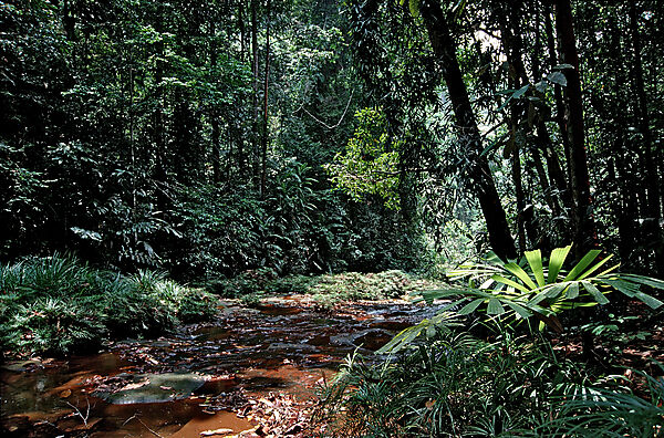 Fluss im Regenwald