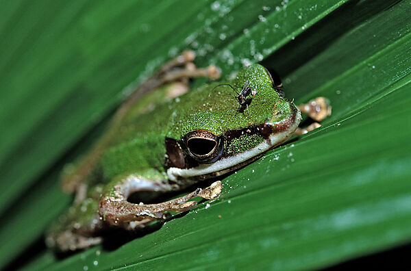 Tropischer Laubfrosch