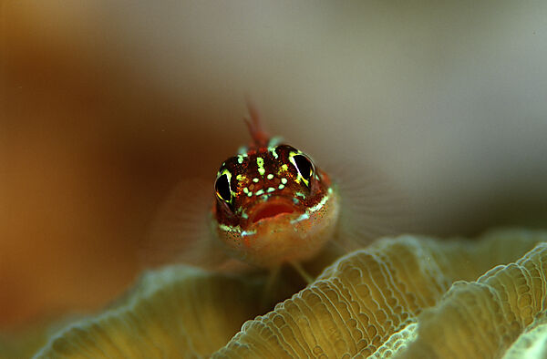 Striped triplefin