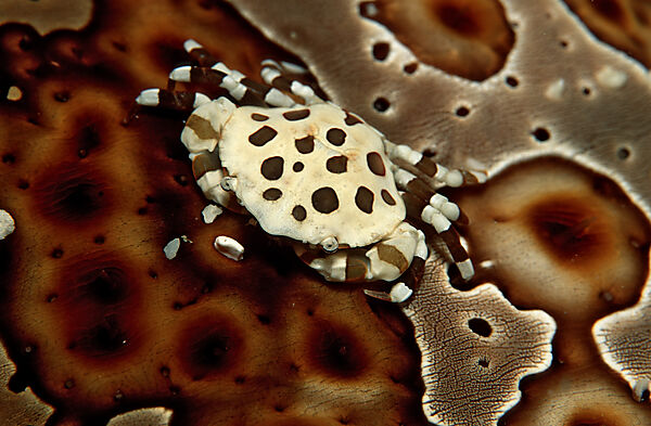 Crab sitting on a Sea Cucumber