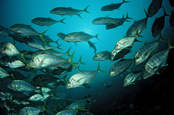 Golden trevally