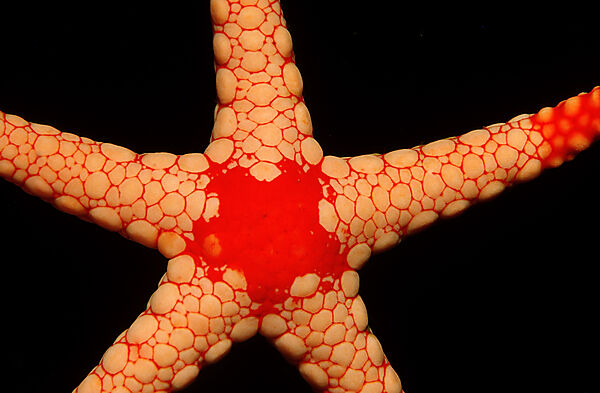 Roter Maschen-Seestern