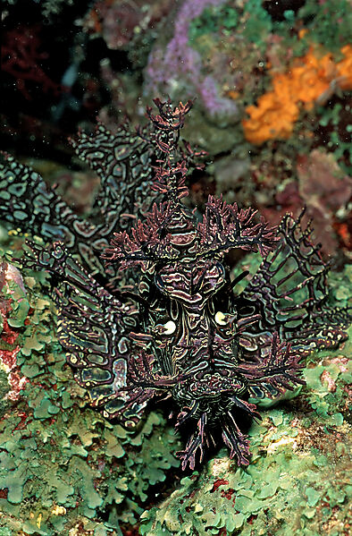Merlet´s scorpionfish