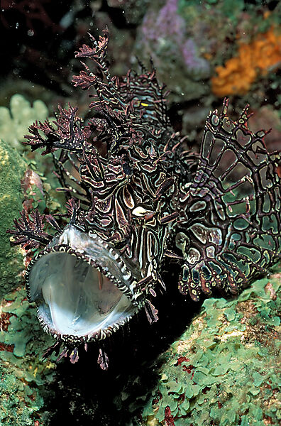 Merlet´s scorpionfish