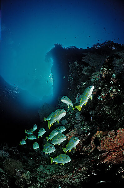 Celebes-Suesslippe