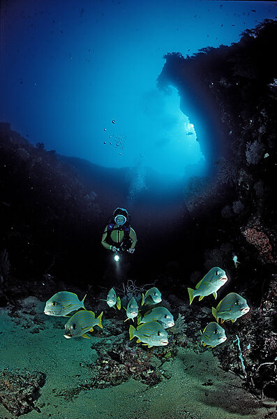 Celebes-Suesslippen und Taucher