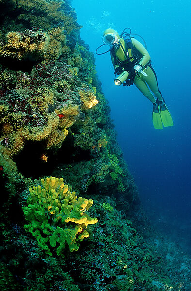 scuba diver and reef