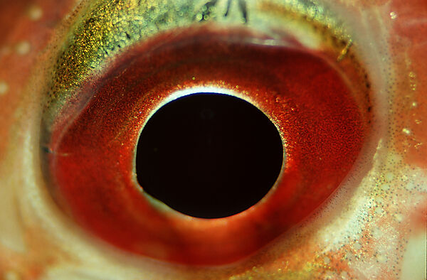 fisheye