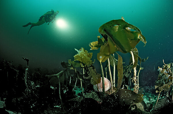 Scuba diver and Kelp