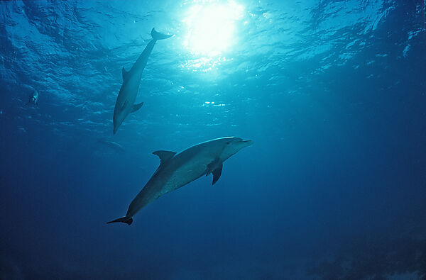 bottlenose dolphin