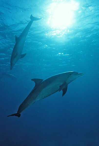 bottlenose dolphin