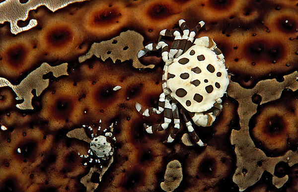 Two Crabs sitting on a Sea Cucumber