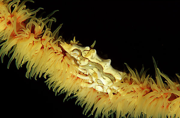 Gorgonian Crab