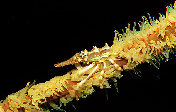 Gorgonian Crab