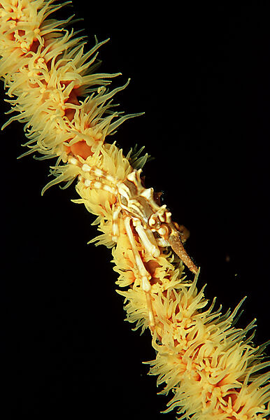 Gorgonian Crab
