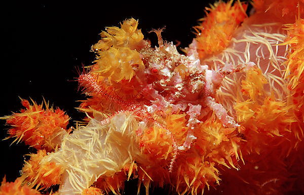 Soft coral Spidercrab