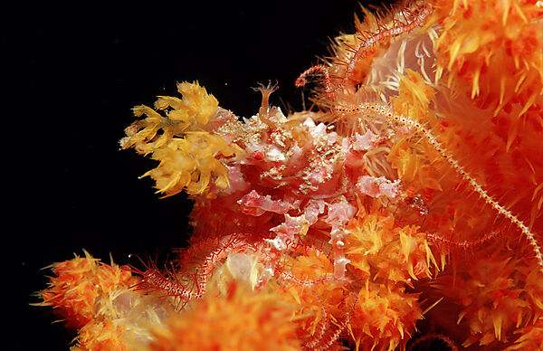 Soft coral Spidercrab