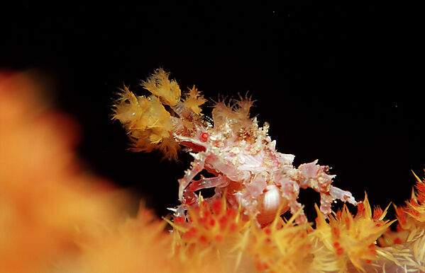Soft coral Spidercrab